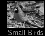 SmallBirds