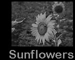 NatureSunflowers