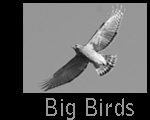 BigBirds